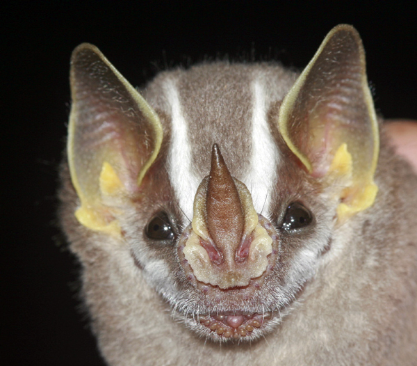 Présentation des chauves-souris