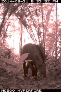 Tapir Tapirus terrestris © RN Trinité