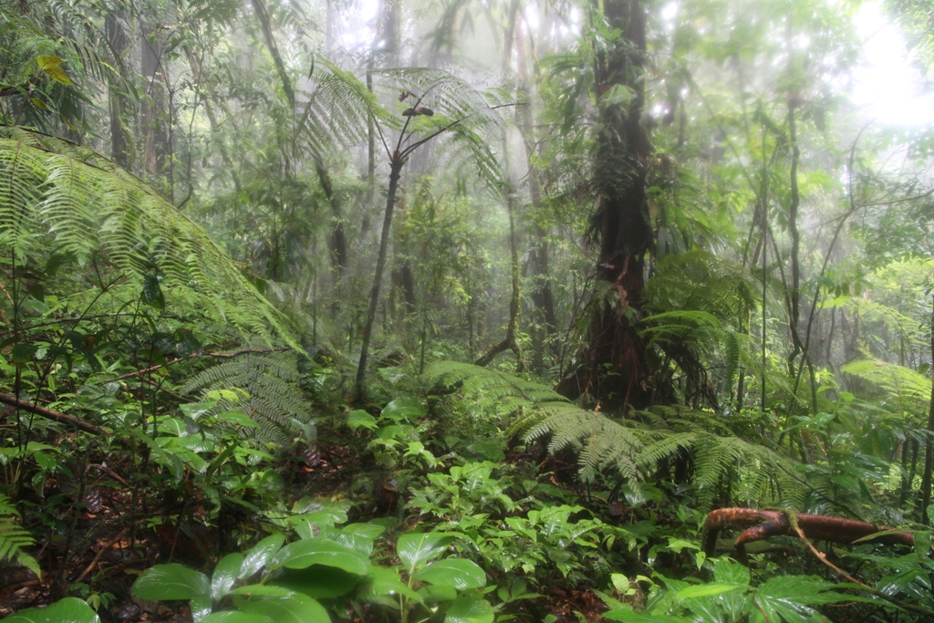 Habitats Reserve Naturelle La Trinite