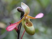 Orchidée typique des inselbergs Phragmipedium lindleyanum © Marc Gayot